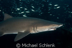 Sand Tiger Shark off N. Carolina coast by Michael Schlenk 